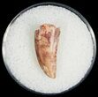 Serrated Raptor Tooth From Morocco - #7434-1